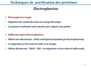 Électrophorèse
Techniques de purification des protéines
 Électrophorèse en gel:
• Migration des molécules dans un champ électrique
• Les grosses molécules sont ralenties par rapport aux petites
 Différents types d’électrophorèse :
• Milieu non dénaturant : PAGE-natif (polyacrylamide gel electrophoresis)
• La migration se fera selon la taille et la charge.
• Milieu dénaturant : PAGE – SDS : La migration se fera selon la taille seule.
59
 