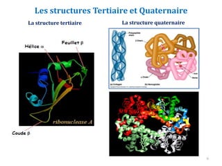 Les structures Tertiaire et Quaternaire
La structure quaternaire
La structure tertiaire
6
 