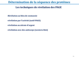 61
Les techniques de révélation des PAGE
Détermination de la séquence des protéines
-Révélation au bleu de coomassie
-révélation par l'activité (natif-PAGE)
-révélation au nitrate d'argent
-révélation avec des anticorps (western-blot)
 