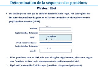 Western Blot
• Les anticorps ne vont pas se diffuser librement dans le gel. Par conséquent on
fait sortir les protéines du gel et on les fixe sur une feuille de nitrocellulose ou de
polyVinyldene Fluoride (PVDF).
cathode
- - - -
Papier imbibée de tampon
PAGE
proteines
PVDF ou nitrocellulose
Papier imbibée de tampon
+ + + +
anode
• Si les protéines sont en SDS, elle sont chargées négativement, elles vont migrer
vers l'anode et se fixer sur la membrane de nitrocellulose ou de PVDF.
• Si gel natif, on travaille à pH basique, (protéines chargées négativement)
Détermination de la séquence des protéines
 