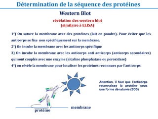 révélation des western blot
(similaire à ELISA)
1°) On sature la membrane avec des protéines (lait en poudre). Pour éviter que les
anticorps se fixe non spécifiquement sur la membrane.
2°) On incube la membrane avec les anticorps spécifique
3) On incube la membrane avec les anticorps anti anticorps (anticorps secondaires)
qui sont couplés avec une enzyme (alcaline phosphatase ou peroxidase)
4°) on révèle la membrane pour localiser les protéines reconnues par l'anticorps
protéine
membrane
Attention, il faut que l'anticorps
reconnaisse la protéine sous
une forme dénaturée (SDS)
Western Blot
Détermination de la séquence des protéines
 