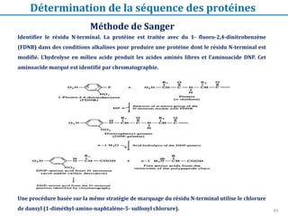 65
Identifier le résidu N-terminal. La protéine est traitée avec du 1- fluoro-2,4-dinitrobenzène
(FDNB) dans des conditions alkalines pour produire une protéine dont le résidu N-terminal est
modifié. L’hydrolyse en milieu acide produit les acides aminés libres et l’aminoacide DNP. Cet
aminoacide marqué est identifié par chromatographie.
Une procédure basée sur la même stratégie de marquage du résidu N-terminal utilise le chlorure
de dansyl (1-diméthyl-amino-naphtalène-5- sulfonyl chlorure).
Méthode de Sanger
Détermination de la séquence des protéines
 