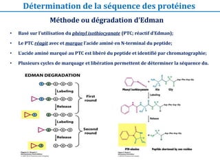 • Basé sur l’utilisation du phényl isothiocyanate (PTC; réactif d’Edman);
• Le PTC réagit avec et marque l’acide aminé en N-terminal du peptide;
• L’acide aminé marqué au PTC est libéré du peptide et identifié par chromatographie;
• Plusieurs cycles de marquage et libération permettent de déterminer la séquence du.
Méthode ou dégradation d’Edman
Détermination de la séquence des protéines
 