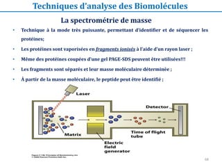 68
La spectrométrie de masse
Techniques d’analyse des Biomolécules
• Technique à la mode très puissante, permettant d’identifier et de séquencer les
protéines;
• Les protéines sont vaporisées en fragments ionisés à l’aide d’un rayon laser ;
• Même des protéines coupées d’une gel PAGE-SDS peuvent être utilisées!!!
• Les fragments sont séparés et leur masse moléculaire déterminée ;
• À partir de la masse moléculaire, le peptide peut être identifié ;
 