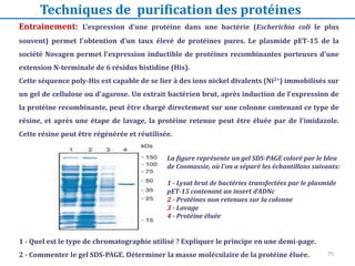 1 - Quel est le type de chromatographie utilisé ? Expliquer le principe en une demi-page.
2 - Commenter le gel SDS-PAGE. Déterminer la masse moléculaire de la protéine éluée.
La figure représente un gel SDS-PAGE coloré par le bleu
de Coomassie, où l'on a séparé les échantillons suivants:
1 - Lysat brut de bactéries transfectées par le plasmide
pET-15 contenant un insert d'ADNc
2 - Protéines non retenues sur la colonne
3 - Lavage
4 - Protéine éluée
Techniques de purification des protéines
Entrainement: L'expression d'une protéine dans une bactérie (Escherichia coli le plus
souvent) permet l'obtention d'un taux élevé de protéines pures. Le plasmide pET-15 de la
société Novagen permet l'expression inductible de protéines recombinantes porteuses d'une
extension N-terminale de 6 résidus histidine (His).
Cette séquence poly-His est capable de se lier à des ions nickel divalents (Ni2+) immobilisés sur
un gel de cellulose ou d'agarose. Un extrait bactérien brut, après induction de l'expression de
la protéine recombinante, peut être chargé directement sur une colonne contenant ce type de
résine, et après une étape de lavage, la protéine retenue peut être éluée par de l'imidazole.
Cette résine peut être régénérée et réutilisée.
75
 
