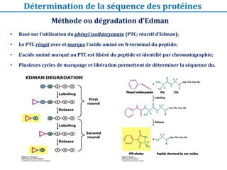 • Basé sur l’utilisation du phényl isothiocyanate (PTC; réactif d’Edman);
• Le PTC réagit avec et marque l’acide aminé en ...