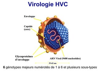 Virologie HVC
Enveloppe
Capside
(core)
Glycoproteines
d’enveloppe ARN Viral (9400 nucleotides)
55-65 nm
6 génotypes majeur...