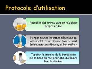 Recueillir des urines dans un récipient
propre et sec
Plonger toutes les zones réactives de
la bandelette dans l’urine fraichement
émise, non centrifugée, et l’en retirer
Tapoter la tranche de la bandelette
sur le bord du récipient afin d’éliminer
l’excès d’urine.
 