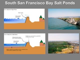 Planning for the Future: Sea Level Rise in California | PPTX