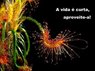 A vida é curta,
aproveite-a!
 