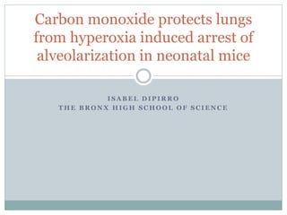 I S A B E L D I P I R R O
T H E B R O N X H I G H S C H O O L O F S C I E N C E
Carbon monoxide protects lungs
from hyperoxia induced arrest of
alveolarization in neonatal mice
 