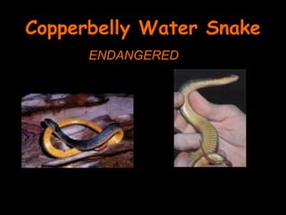 Copperbelly Water Snake
      ENDANGERED
 