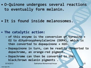 • O-Quinone undergoes several reactions
to eventually form melanin.
• It is found inside melanosomes.
• The catalytic action:
– of this enzyme is the conversion of tyrosine +
O2 to dihydroxyphenylalanine (DOPA), which is
then converted to dopaquinone + H2O.
– Dopaquinone in turn, can be readily converted to
dopachrome, an orange-red pigment.
– Dopachrome can then be converted to the
black/brown melanin pigments .
8/14/2013 22Sakharkar Mohammad Anzar
 