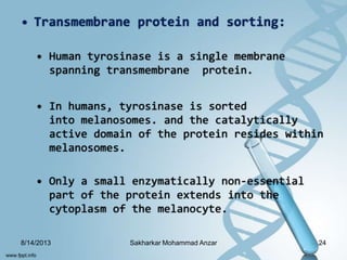 • Transmembrane protein and sorting:
• Human tyrosinase is a single membrane
spanning transmembrane protein.
• In humans, tyrosinase is sorted
into melanosomes. and the catalytically
active domain of the protein resides within
melanosomes.
• Only a small enzymatically non-essential
part of the protein extends into the
cytoplasm of the melanocyte.
8/14/2013 24Sakharkar Mohammad Anzar
 