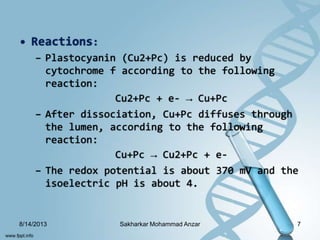 • Reactions:
– Plastocyanin (Cu2+Pc) is reduced by
cytochrome f according to the following
reaction:
Cu2+Pc + e- → Cu+Pc
– After dissociation, Cu+Pc diffuses through
the lumen, according to the following
reaction:
Cu+Pc → Cu2+Pc + e-
– The redox potential is about 370 mV and the
isoelectric pH is about 4.
8/14/2013 7Sakharkar Mohammad Anzar
 