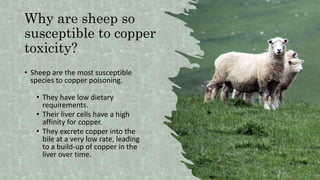 Why are sheep so
susceptible to copper
toxicity?
• Sheep are the most susceptible
species to copper poisoning.
• They have low dietary
requirements.
• Their liver cells have a high
affinity for copper.
• They excrete copper into the
bile at a very low rate, leading
to a build-up of copper in the
liver over time.
 