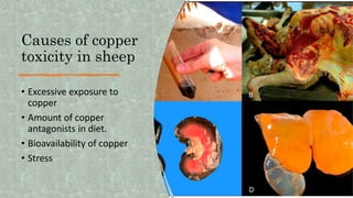 Causes of copper
toxicity in sheep
• Excessive exposure to
copper
• Amount of copper
antagonists in diet.
• Bioavailability of copper
• Stress
 