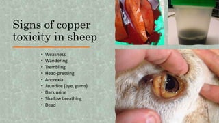 Signs of copper
toxicity in sheep
• Weakness
• Wandering
• Trembling
• Head-pressing
• Anorexia
• Jaundice (eye, gums)
• Dark urine
• Shallow breathing
• Dead
 