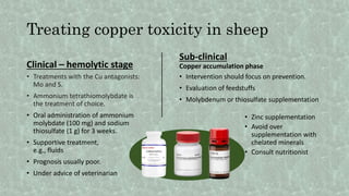 Treating copper toxicity in sheep
Clinical – hemolytic stage
• Treatments with the Cu antagonists:
Mo and S.
• Ammonium tetrathiomolybdate is
the treatment of choice.
• Oral administration of ammonium
molybdate (100 mg) and sodium
thiosulfate (1 g) for 3 weeks.
• Supportive treatment,
e.g., fluids
• Prognosis usually poor.
• Under advice of veterinarian
Sub-clinical
Copper accumulation phase
• Intervention should focus on prevention.
• Evaluation of feedstuffs
• Molybdenum or thiosulfate supplementation
• Zinc supplementation
• Avoid over
supplementation with
chelated minerals
• Consult nutritionist
 