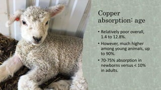 Copper
absorption: age
• Relatively poor overall,
1.4 to 12.8%.
• However, much higher
among young animals, up
to 90%.
• 70-75% absorption in
newborns versus < 10%
in adults.
 