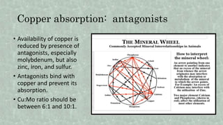 Copper absorption: antagonists
• Availability of copper is
reduced by presence of
antagonists, especially
molybdenum, but also
zinc, iron, and sulfur.
• Antagonists bind with
copper and prevent its
absorption.
• Cu:Mo ratio should be
between 6:1 and 10:1.
 