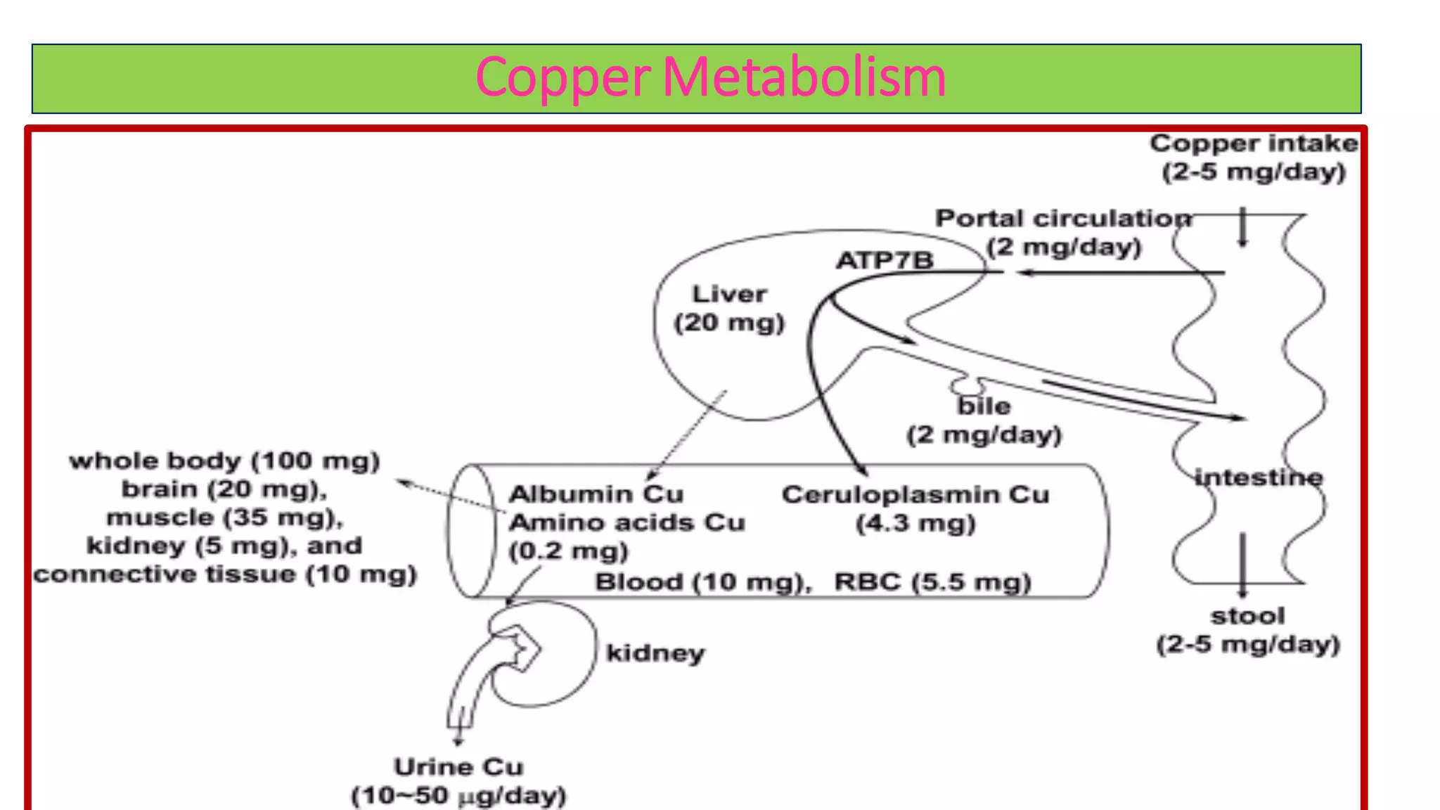 Copper metabolism and its clinical significance | PDF