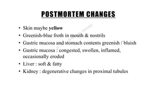 POSTMORTEM CHANGES
• Skin maybe yellow
• Greenish-blue froth in mouth & nostrils
• Gastric mucosa and stomach contents greenish / bluish
• Gastric mucosa : congested, swollen, inflamed,
occasionally eroded
• Liver : soft & fatty
• Kidney : degenerative changes in proximal tubules
 