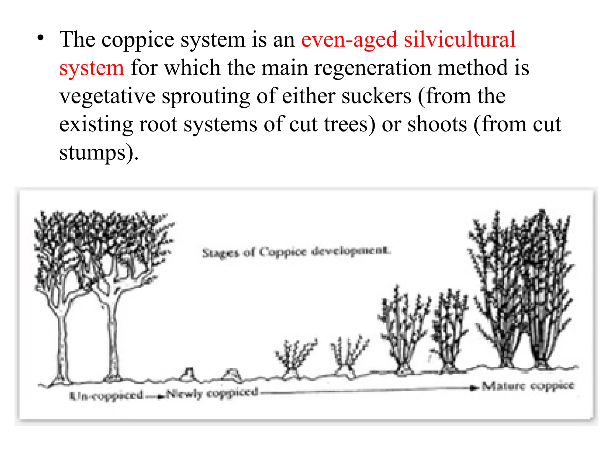 • The coppice system is an even-aged silvicultural
system for which the main regeneration method is
vegetative sprouting of either suckers (from the
existing root systems of cut trees) or shoots (from cut
stumps).
 