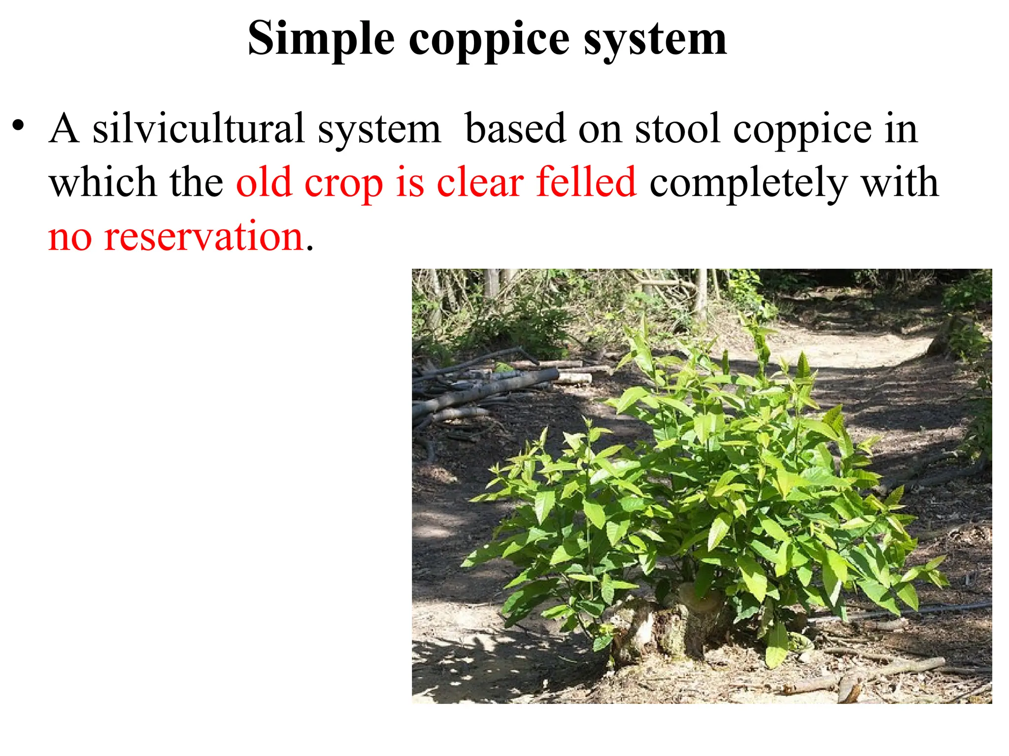 Simple coppice system
• A silvicultural system based on stool coppice in
which the old crop is clear felled completely with
no reservation.
 