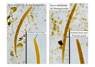 larva rabditóide de ancilostomídeo
Vestíbulo bucal longo
larva rabditóide
de Strongyloides
Vestíbulo bucal curto
Primórdio genital
 