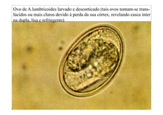 Ovo de A.lumbricoides larvado e descorticado (tais ovos tornam-se trans-
lúcidos ou mais claros devido à perda da sua córtex, revelando casca inter
na dupla, lisa e refringente).
 