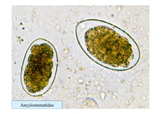 Ancylostomatidae
 