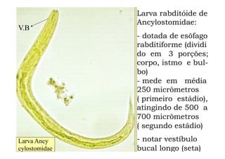 Larva rabditóide de
Ancylostomidae:
- dotada de esôfago
rabditiforme (dividi
do em 3 porções;
corpo, istmo e bul-
bo)
- mede em média
250 micrômetros
( primeiro estádio),
atingindo de 500 a
700 micrômetros
( segundo estádio)
- notar vestíbulo
bucal longo (seta)
V.B
Larva Ancy
cylostomidae
 