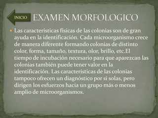 INICIO 
 Las características físicas de las colonias son de gran 
ayuda en la identificación. Cada microorganismo crece 
de manera diferente formando colonias de distinto 
color, forma, tamaño, textura, olor, brillo, etc.El 
tiempo de incubación necesario para que aparezcan las 
colonias también puede tener valor en la 
identificación. Las características de las colonias 
tampoco ofrecen un diagnóstico por si solas, pero 
dirigen los esfuerzos hacia un grupo más o menos 
amplio de microorganismos. 
 