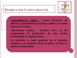 DIARREA POR CAMPYLOBACTER
Campylobacter jejuni : causa frecuente de
diarreas, especialmente en climas cálidos y en niños
menores de 2 años.
Mecanismo acción: invasivo, pero se ha
comprobado la producción de una toxina
termoestable en algunos casos.
La infección se suele producir en el intestino
delgado y, en ocasiones afecta al colón. A veces, se
produce bacteriemia.