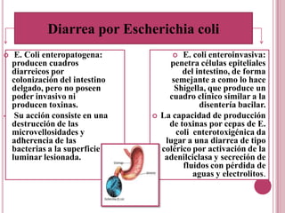  E. Coli enteropatogena:
producen cuadros
diarreicos por
colonización del intestino
delgado, pero no poseen
poder invasivo ni
producen toxinas.
• Su acción consiste en una
destrucción de las
microvellosidades y
adherencia de las
bacterias a la superficie
luminar lesionada.
E. coli enteroinvasiva:
penetra células epiteliales
del intestino, de forma
semejante a como lo hace
Shigella, que produce un
cuadro clínico similar a la
disentería bacilar.
La capacidad de producción
de toxinas por cepas de E.
coli enterotoxigénica da
lugar a una diarrea de tipo
colérico por activación de la
adenilciclasa y secreción de
fluidos con pérdida de
aguas y electrolitos.
Diarrea por Escherichia coli