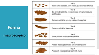 Forma
macroscópico
 