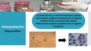 Interpretación
La presencia de 5 o más leucocitos por campo
microscópico sugiere la presencia de un agente
enteroinvasor. La ausencia de células
inflamatorias sugiere la presencia de un agente
toxigénico
Etapa analítica
 