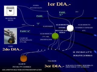 MUESTRA DE
HECES
YODO
PASO “A”
CALDO DE
TETRATIONATO
37°C 24H.
SUSPENSION
AGAR BISMUTO
37°C 48H..
DISEMINACION
AGAR BISMUTO
ESTERIL
DILUCION POR 48
HORAS
AGAR BISMUTO
FUNDIDO Y ENFRIADO
45°C.
0,2CC
SIEMBRA
SOLUCION SALINA
10CC
PASO
“B”
PASO
“C”
AGAR SS
INCUBA 37°C 24 HORAS
AISLAMIENTO BACTERIANO POR DISEMINACION
9 KLIGER
SE INCUBAN A 37 °C
DURANTE 24 HORAS
SE REALIZA UNA DOBLE RESIEMBRA EN
(PROFUNDIDAD Y EN SUPERFICIE)
 