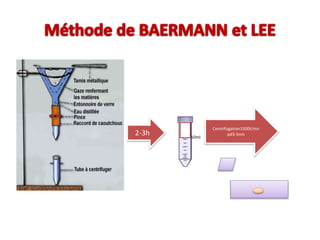 2-3h 10ml
Centrifugation1500t/mn
pd3-5mn
 