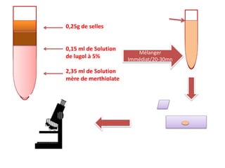 0,25g de selles
0,15 ml de Solution
de lugol à 5%
2,35 ml de Solution
mère de merthiolate
Mélanger
Immédiat/20-30mn
 