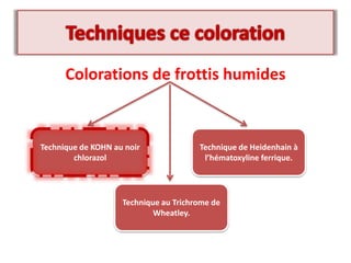 Colorations de frottis humides
Technique de KOHN au noir
chlorazol
Technique de Heidenhain à
l’hématoxyline ferrique.
Technique au Trichrome de
Wheatley.
 