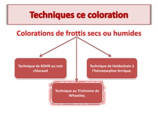 Colorations de frottis secs ou humides
Technique de KOHN au noir
chlorazol
Technique de Heidenhain à
l’hématoxyline ferrique.
Technique au Trichrome de
Wheatley.
 