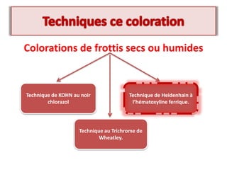 Colorations de frottis secs ou humides
Technique de KOHN au noir
chlorazol
Technique de Heidenhain à
l’hématoxyline ferrique.
Technique au Trichrome de
Wheatley.
 