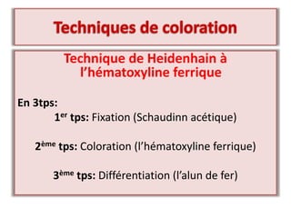 Technique de Heidenhain à
l’hématoxyline ferrique
En 3tps:
1er tps: Fixation (Schaudinn acétique)
2ème tps: Coloration (l’hématoxyline ferrique)
3ème tps: Différentiation (l’alun de fer)
 