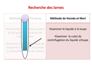 Méthode de Ho-Thi-Sang Méthode de Harada et Mori
•Recherche s/loupe binoculaire
ds les gouttelettes d’eau de
condensation
•Examiner l’eau stérile issue de
lavage de la surface ,accumulé
à la périphérie libre de culture
•Examiner le liquide à la loupe
•Examiner le culot de
centrifugation du liquide s/loupe
Recherche des larves
 
