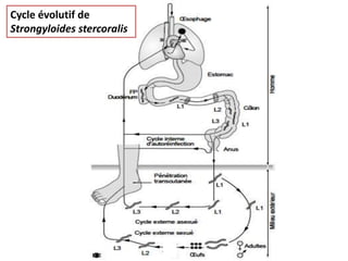 Cycle évolutif de
Strongyloides stercoralis
 
