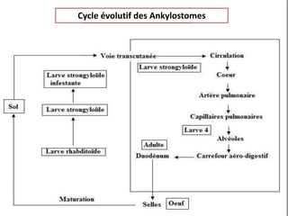 Cycle évolutif des Ankylostomes
 