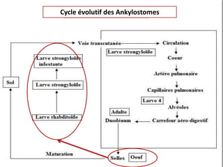 Cycle évolutif des Ankylostomes
 