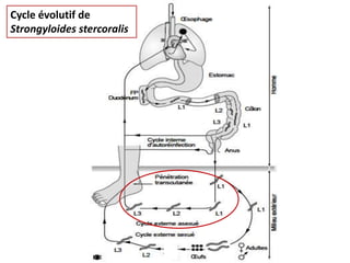 Cycle évolutif de
Strongyloides stercoralis
 